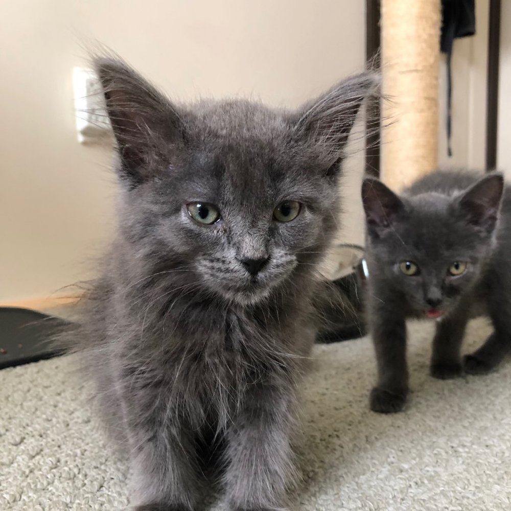 💕😸 Pet Friendly Home 💕😸